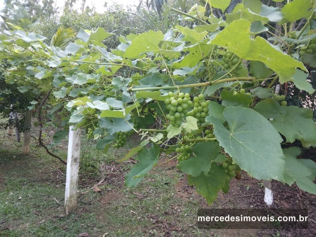 Foto 25 de Chácara 1 suíte + 3 dorms à venda · Brilhante I, Itajaí